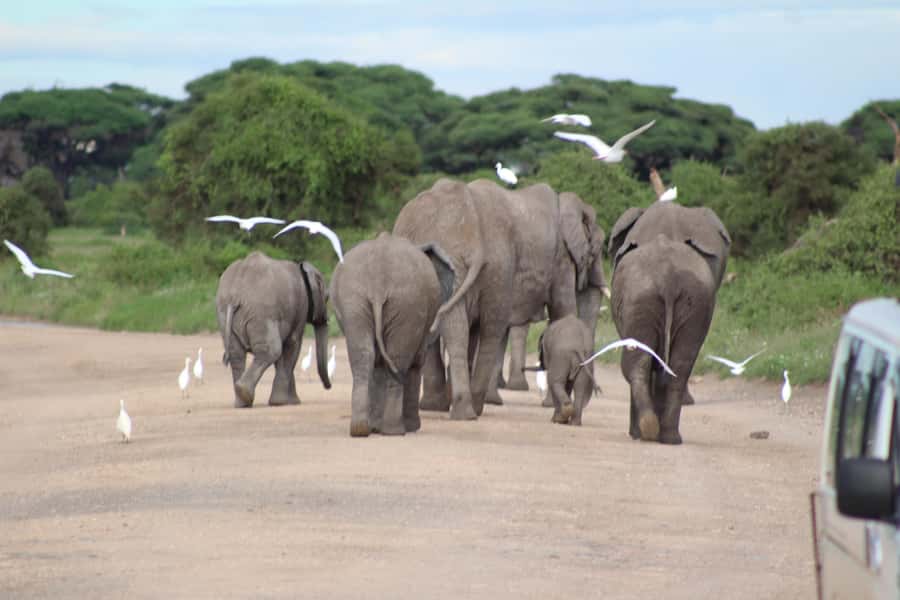Game drive in Amboseli - The 4x4 Landcruiser and pop-up roof