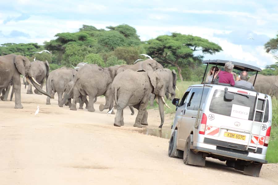 Game drive in Amboseli - Watching elephants around Amboseli’s swamps