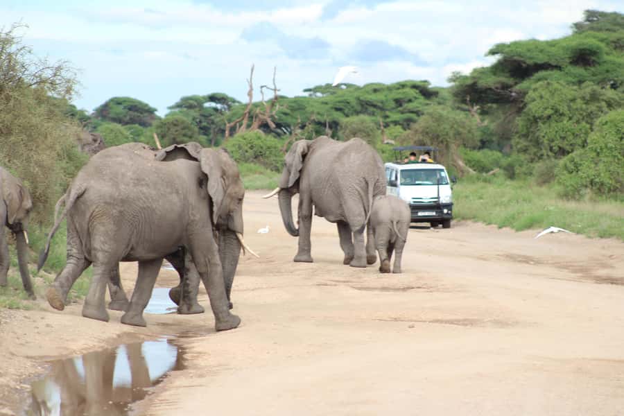 Game drive in Amboseli - What the $350 price really buys