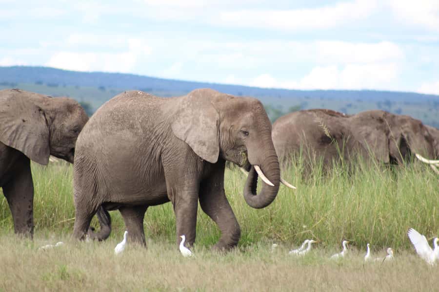 Game drive in Amboseli - The four drop-off options