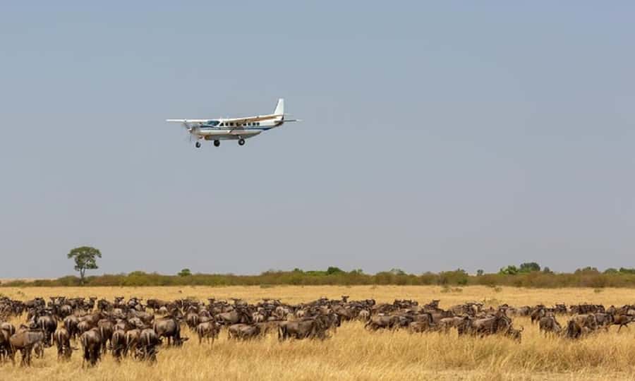 Game Drive Maasai Mara - Who should book this six-hour Mara outing?