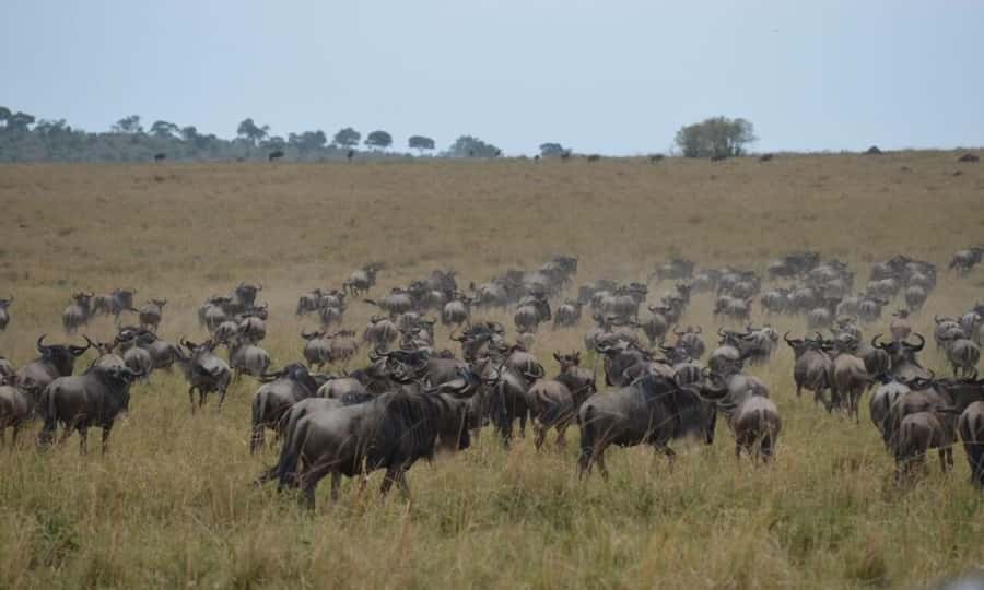 Game Drive Maasai Mara - Booking advice for the best experience