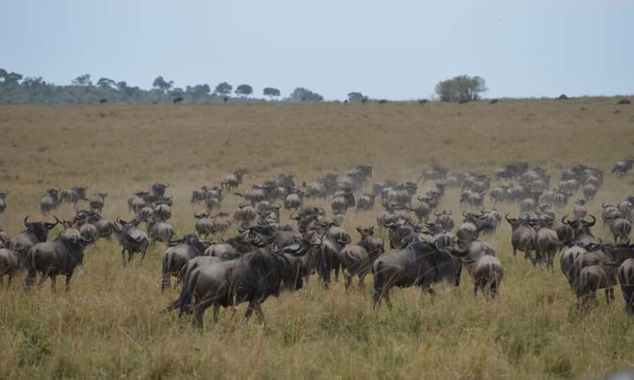 Game Drive Maasai Mara - Starting from Sekenani, Talek, Keekorok, or the Masai Village area