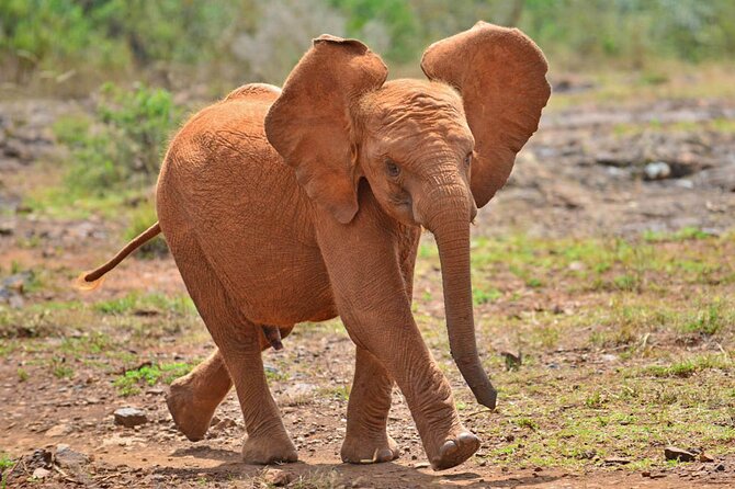 Giraffe Center and David Sheldrick Elephant Orphanage Day Tour from Nairobi - Clay, color, and craft at Kazuri Beads Factory