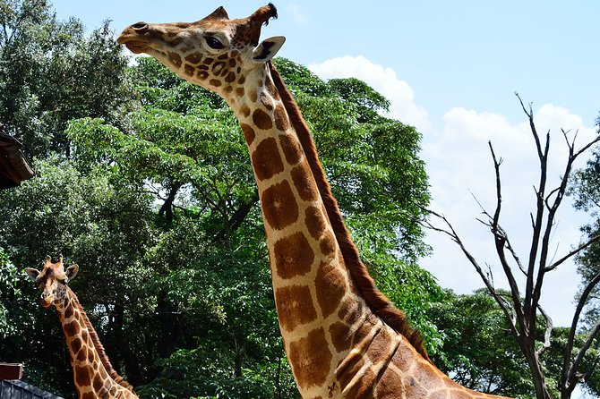 Giraffe Center and David Sheldrick Elephant Orphanage Day Tour from Nairobi - Practical timing and booking advice