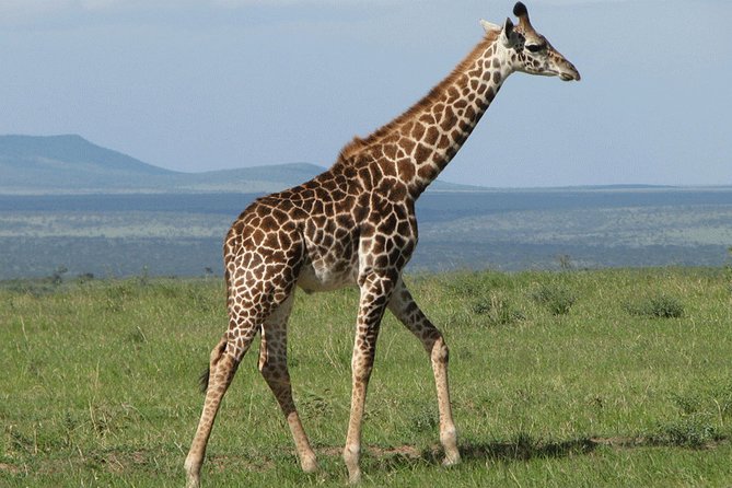 Giraffe Center and David Sheldrick Elephant Orphanage Day Tour from Nairobi - The 11am feeding at Sheldrick Wildlife Trust