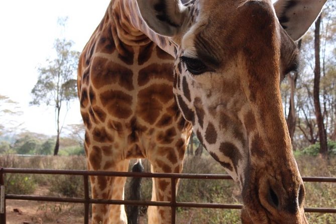 Giraffe Center and David Sheldrick Elephant Orphanage Tour - Why the 11 a.m. elephant visit matters