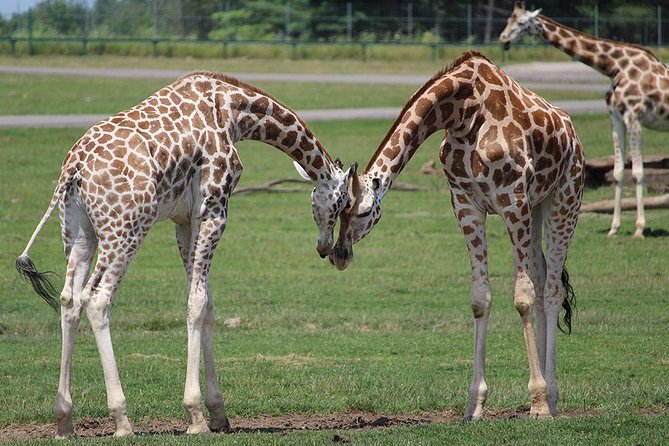 Giraffe Center and David Sheldrick Elephant Orphanage Tour - Timing, transport, and what the five hours really means