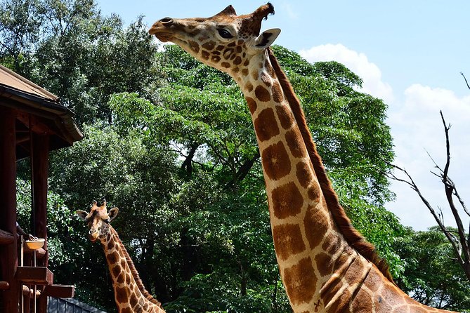 Giraffe Center and David Sheldrick Elephant Orphanage Tour - Is the $140-plus cost good value?