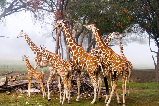 Giraffe Center and David Sheldrick Elephant Orphanage Tour - Who should choose this Nairobi tour?