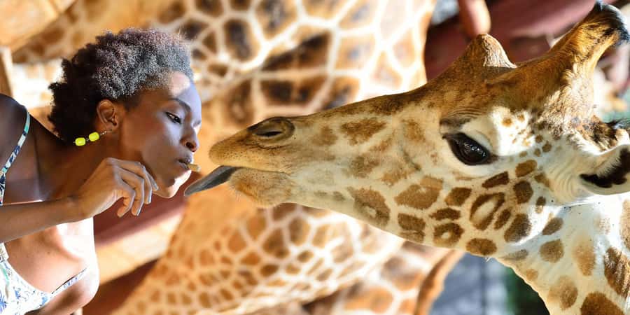 Giraffe Center and Elephant Orphanage Guided Tour - Seeing the baby elephants at David Sheldrick Wildlife Trust