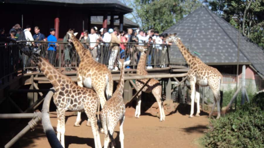 Giraffe Center and Karen Blixen Museum Tour from Nairobi - Key points to know before you go