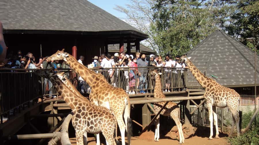Giraffe Center and Karen Blixen Museum Tour from Nairobi - Starting with Nairobi hotel or airport pickup