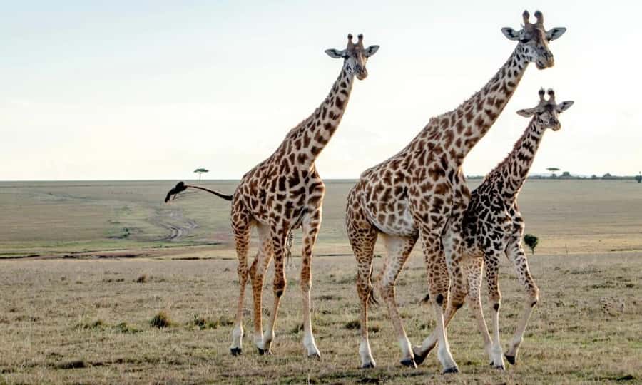 Giraffe Center City Day Tour - Why The Giraffe Centre Is Worth Your Time