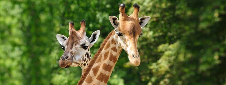 Giraffe Center City Day Tour - The Morning Schedule From 8:00 A.M. To Noon