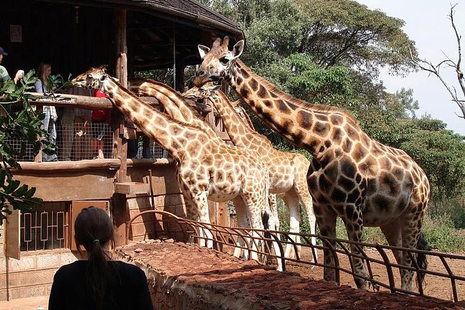 Giraffe center, Elephant Orphanage and Beads Center - Starting at the Giraffe Centre at 8 a.m.