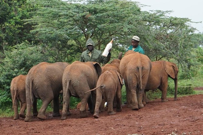 Giraffe center, Elephant Orphanage and Beads Center - Kazuri Beads shows the work behind the souvenirs
