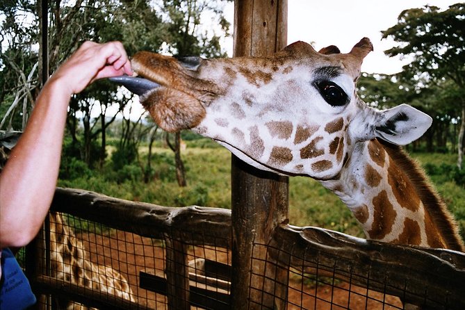 Giraffe center, Elephant Orphanage and Beads Center - What the guide and vehicle add to the day