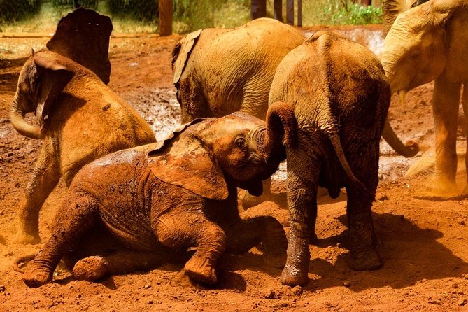 Giraffe center, Elephant Orphanage and Beads Center - Timing, lunch, and the real cost