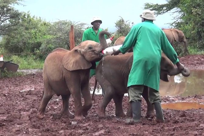 Giraffe center, Elephant Orphanage and Beads Center - Who will enjoy this experience most