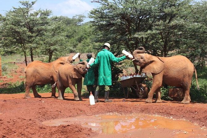 Giraffe center, Elephant Orphanage and Beads Center - Booking, cancellation, and small practical points
