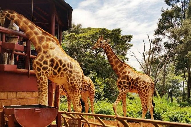 Giraffe center, Elephant Orphanage and Beads Center - The Sheldrick Wildlife Trust’s one-hour window