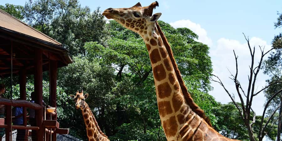 Giraffe Center, Elephant Orphanage and Bomas of Kenya Tour - Who will enjoy this experience most