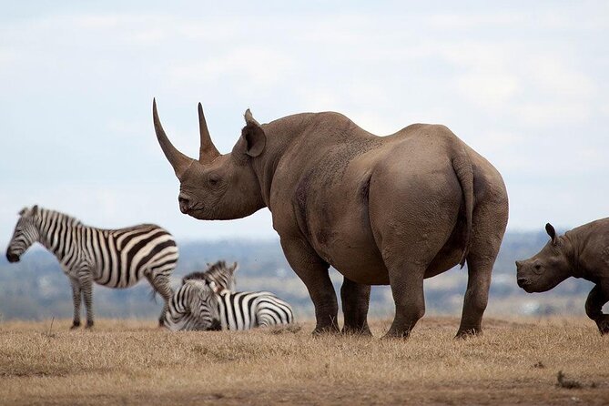 Giraffe Center, Elephant Orphanage and Nairobi National Park Day Tour Nairobi - Why this Nairobi wildlife day works