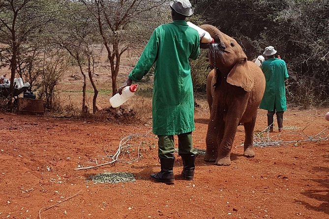 Giraffe Center, Elephant Orphanage, Beads Center & Bomas of Kenya Tour Nairobi - Why this Nairobi day works so well