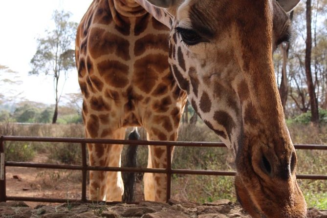 Giraffe Center, Elephant Orphanage, Beads Center & Bomas of Kenya Tour Nairobi - Lunch before Bomas: plan for your own bill