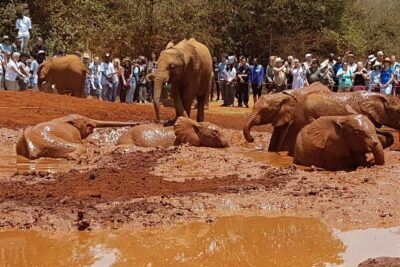 Giraffe Center, Elephant Orphanage, Beads Center & Bomas of Kenya Tour Nairobi