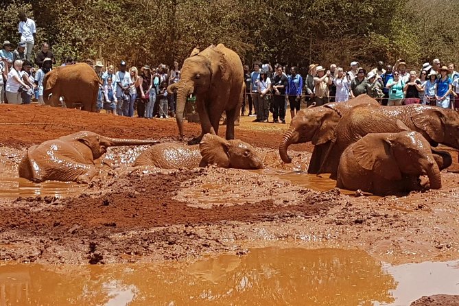 Giraffe Center, Elephant Orphanage, Beads Center & Bomas of Kenya Tour Nairobi - 8 a.m. pickup and the value of a planned route