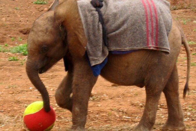 Giraffe Center & Elephant Orphanage Guided Day Tour - Two conservation stops in one Nairobi morning
