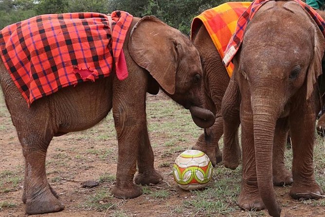 Giraffe Center & Elephant Orphanage Guided Day Tour - Why the keeper stories matter