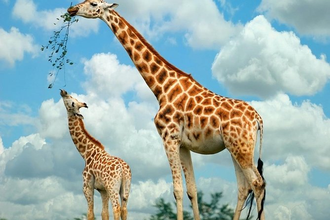 Giraffe Center & Elephant Orphanage Guided Day Tour - Pickup from a hotel or Nairobi Airport