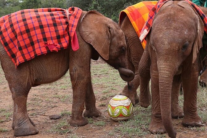 Giraffe Center & Elephant Orphanage Guided Day Tour - Guide quality and the small-group advantage