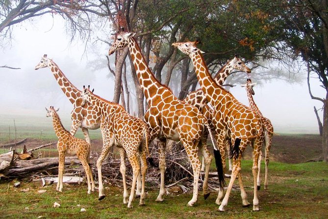 Giraffe Center & Elephant Orphanage Guided Day Tour - Who should book this Nairobi tour