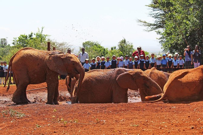 Giraffe Center & Elephant Orphanage Guided Day Tour From Nairobi - The Giraffe Centre, where the animals come to you