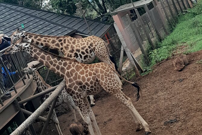 Giraffe Center Guided Tour in Nairobi - The 9 a.m. pickup and ride through Nairobi