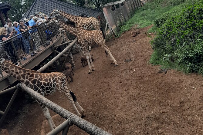 Giraffe Center Guided Tour in Nairobi - What you learn about endangered giraffes