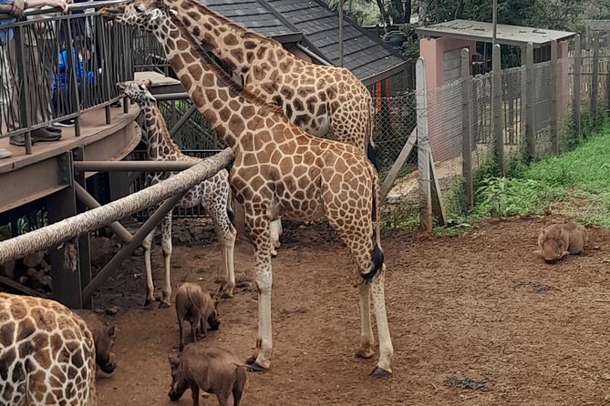 Giraffe Center Guided Tour in Nairobi - Photographs, giraffe views, and Giraffe Manor