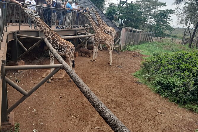 Giraffe Center Guided Tour in Nairobi - Is $55 a fair price?