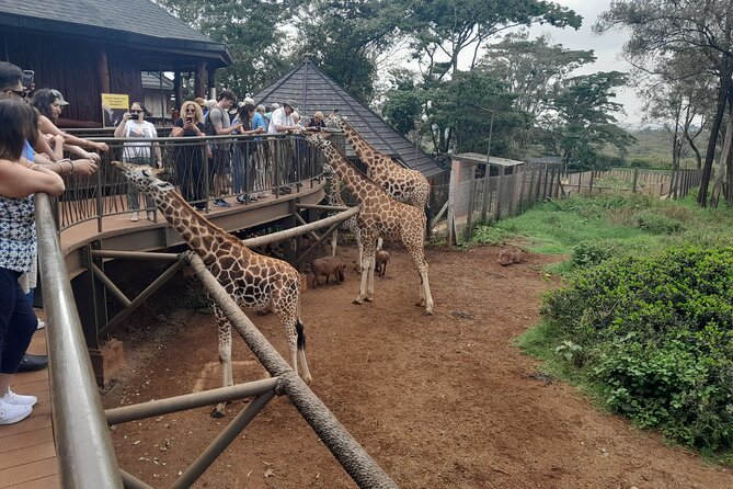 Giraffe Center Guided Tour in Nairobi - Who will enjoy this tour most?