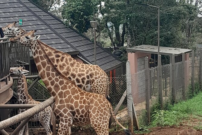Giraffe Center Guided Tour in Nairobi - Arriving at the Giraffe Centre around 9:30 a.m.