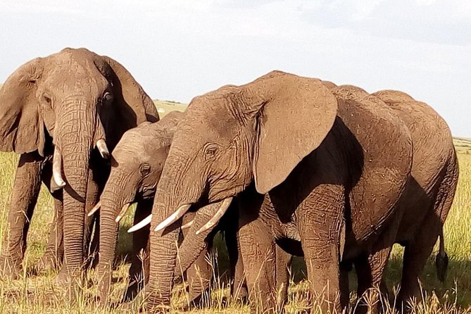 Giraffe center, stedmark animals haven & Nairobi Park Tour - What the guide adds to the safari