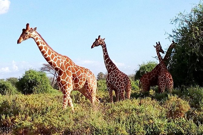 Giraffe center, stedmark animals haven & Nairobi Park Tour - Transport, traffic, and the real length of the day