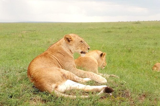 Giraffe center, stedmark animals haven & Nairobi Park Tour - Birds and captive animals at Stedmak Gardens
