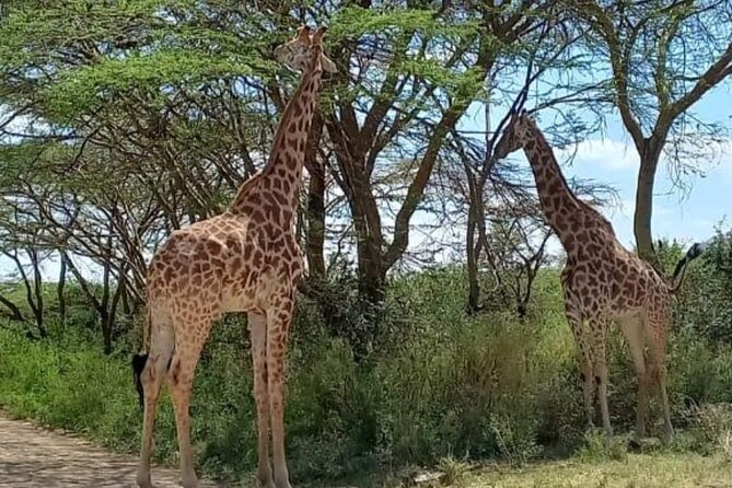 Giraffe Centre and Bomas of Kenya from Nairobi - A full day built around three sides of Nairobi
