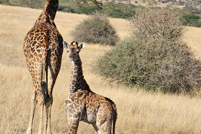 Giraffe Centre and Bomas of Kenya from Nairobi - Timing, transport, and practical planning