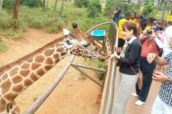 Giraffe Centre and Bomas of Kenya from Nairobi - Who will get the most from this Nairobi day